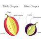 Wine Pairing Dark Chocolate Gems w Cabernet Wine Raisins®